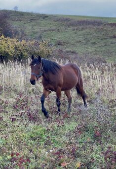 Mladý valach kríženec norika - 5