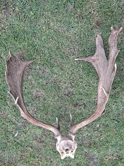 Daniel,trofej,parohy,zhody,trofeje - 5