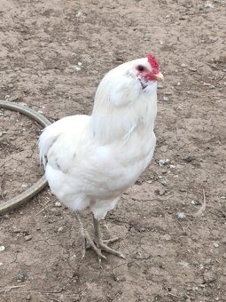 Araucana- kuriatka - 5