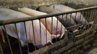 Jatočné ošípané. - 5