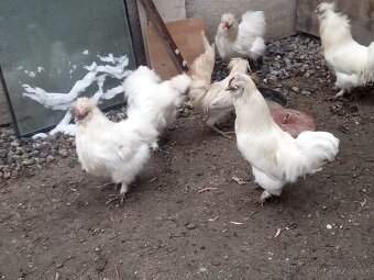 kohut Hodvábničky - 5