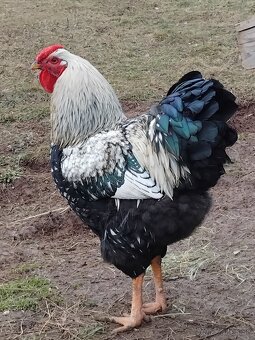 kohút wyandotky - 5
