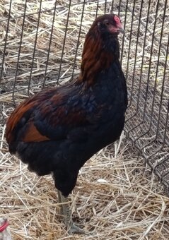 Araucana kohutiky - 5