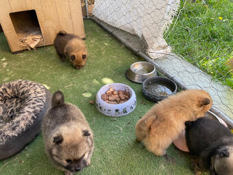 Pomeranian - Nemecky trpasličí špic - šteniatka - 5