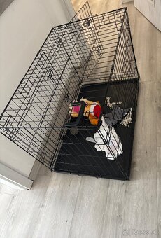 Mini Maltezak - 5