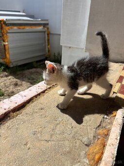 Darujem mačiatka na foto - 5