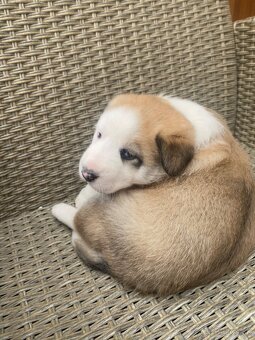 Šteniatka Labradora retrievera - 5