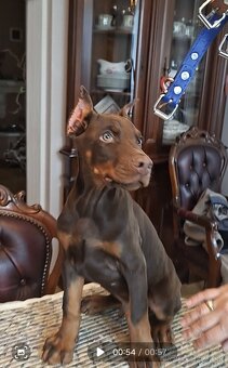 DOBERMAN ŠTENIATKA S FCI P.P - 5