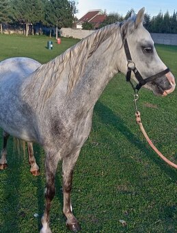 Welsh Mountain Pony - 5