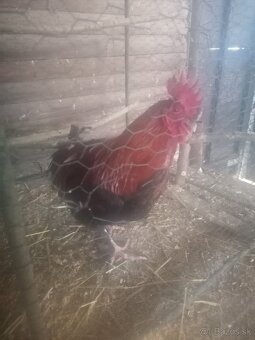 Maranska medenokrka - 5