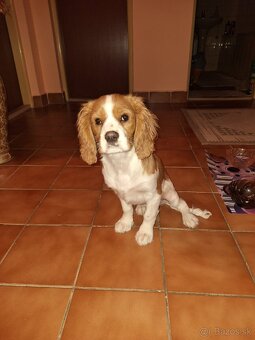 Cavalier King španiel - 5
