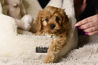 Cavapoo F1 psík hľadá milujúci domov - 5