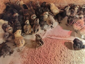 Predám kuriatka ayam cenami - 5