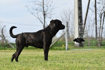 Cimarron Uruguayo s PP – rezervácia šteniatok - 5