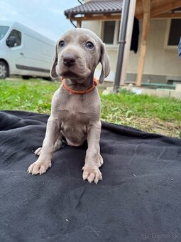 Weimarský stavač šteniatka - 5