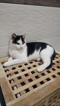 Darujem 4,5mesačného kocúrika,zaočkovaný,zdravý - 5