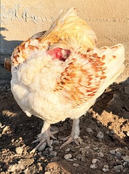 NA PREDAJ – nádherný trpasličí kohút - 5