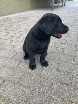 Labrador - 5