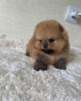Pomeranian Boo - 5
