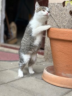 Darujem mačiatko - 5