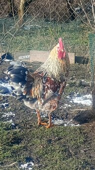 Kohút švédska  kverina - 5