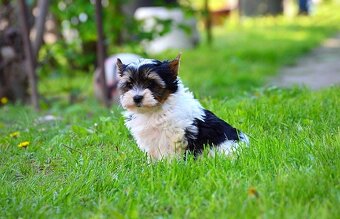 Biewer-yorkshirsky terrier  mini - 5