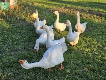 Predám ruské Cholmogorské husi - 5