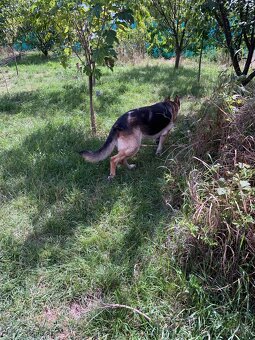 Nemecký ovčiak - 5