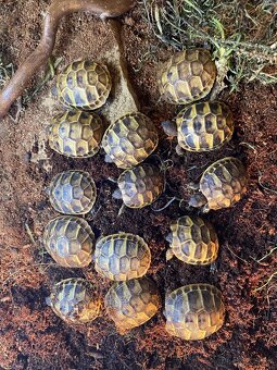 Korytnačka Testudo marginata a Testudo hermanni - 5