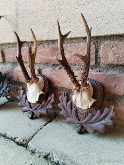 Trofeje srncov na podlozkach - 5