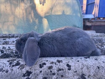 Francúzsky baran - 5