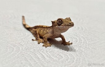 Pagekon riasnaty - 5