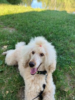 Pudel na krytie s PP - 5