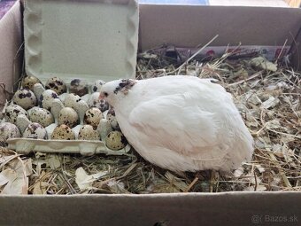 Násadové vajíčka prepelice TEXAS - 5