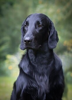 Flat coated retriever šteniatka s PP - 5