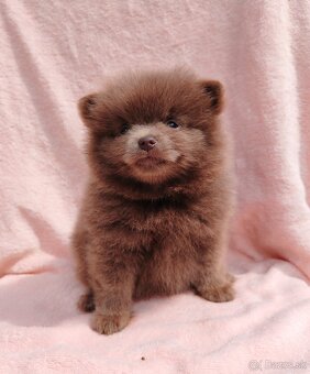 Pomeranian s PP fenočka - 5