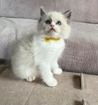Ragdoll bez pp - 5