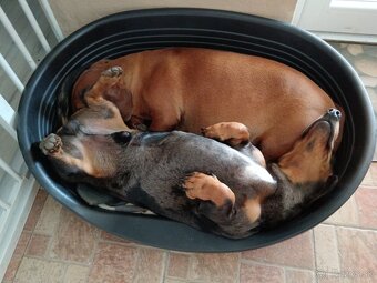 Šteniatka krátkosrtý jazvečík - 5