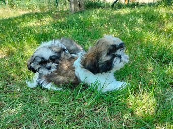 shi tzu, si-tzu, shitzu, si-cu - 5