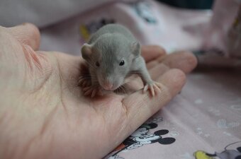 Potkaníky s rodokmeňom - rezervácie - 5