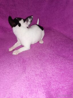 Čivava krátkosrstá - 5