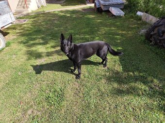Predám fenu nemeckého ovčiaka - 5