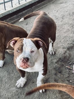 American Bully - 5