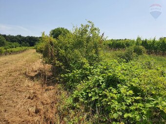 Parcely v extraviláne obce Melek – vinice pri Vrábľoch - 5