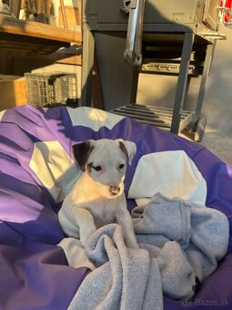 Jack Russell Terier Tricolor - 5
