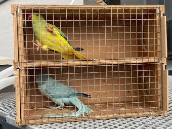 Alexander hch / opalin - 5