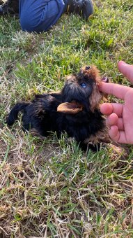 Yorkshirsky terier mini, yorkI, york - 5