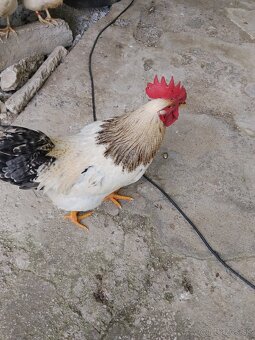 Kohúty na predaj - 5