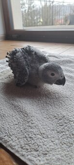 Papagaj žako kongo - 5