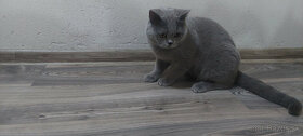 Britské mačiatka,Britská,Britský  modry - 5